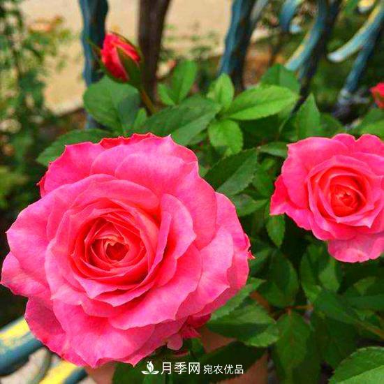 月季是個龐大的家族，這3種***受歡迎，盛夏開花爆盆(圖3)