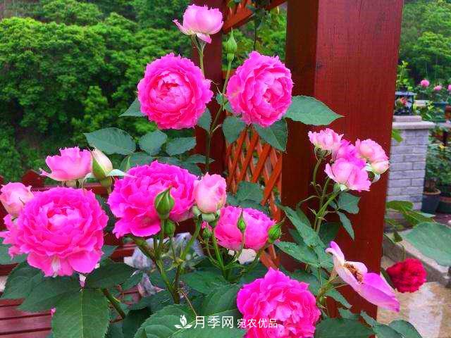 月季是個龐大的家族，這3種***受歡迎，盛夏開花爆盆(圖4)