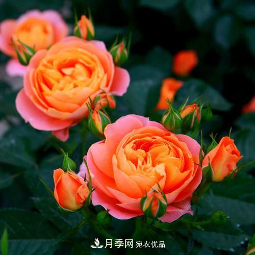 月季是個龐大的家族，這3種***受歡迎，盛夏開花爆盆(圖2)
