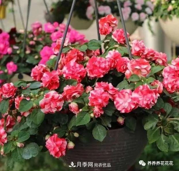 陽(yáng)臺(tái)種盆它，比月季開(kāi)花勤，小巧精致好養(yǎng)活，開(kāi)花重瓣似牡丹(圖1)