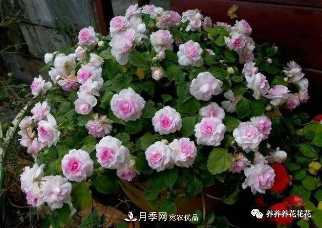 陽(yáng)臺(tái)種盆它，比月季開(kāi)花勤，小巧精致好養(yǎng)活，開(kāi)花重瓣似牡丹(圖2)