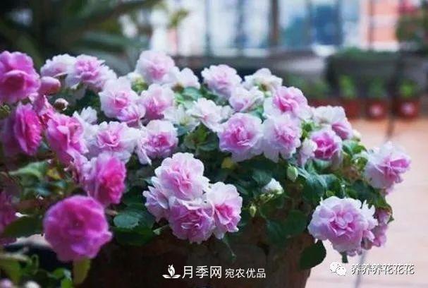 陽(yáng)臺(tái)種盆它，比月季開(kāi)花勤，小巧精致好養(yǎng)活，開(kāi)花重瓣似牡丹(圖5)
