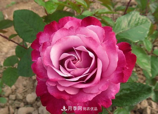 ***美的波浪邊月季，又香又勤花，種植無難度，非常適合新手(圖11)
