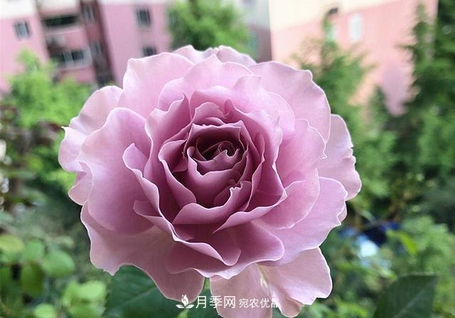 ***美的波浪邊月季，又香又勤花，種植無難度，非常適合新手(圖1)