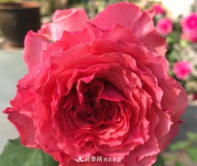 ***美的波浪邊月季，又香又勤花，種植無難度，非常適合新手(圖10)