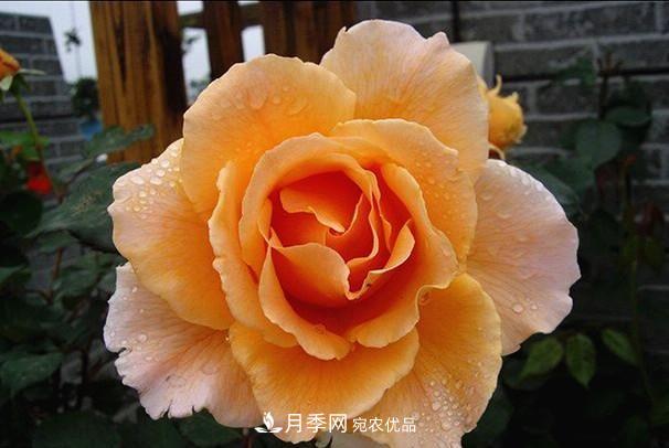 ***美的波浪邊月季，又香又勤花，種植無難度，非常適合新手(圖5)