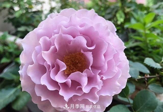 ***美的波浪邊月季，又香又勤花，種植無難度，非常適合新手(圖2)