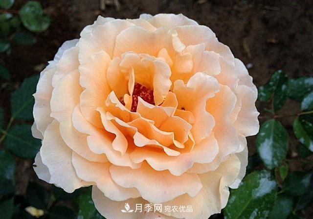 ***美的波浪邊月季，又香又勤花，種植無難度，非常適合新手(圖6)