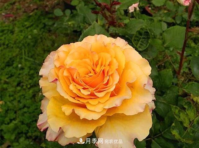 ***美的波浪邊月季，又香又勤花，種植無難度，非常適合新手(圖7)