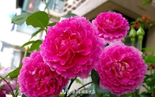 ***美的波浪邊月季，又香又勤花，種植無難度，非常適合新手(圖4)