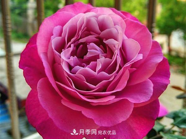 ***美的波浪邊月季，又香又勤花，種植無難度，非常適合新手(圖12)