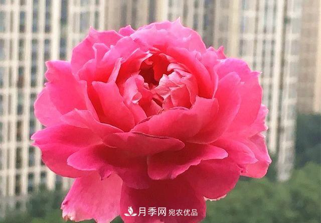 ***美的波浪邊月季，又香又勤花，種植無難度，非常適合新手(圖3)
