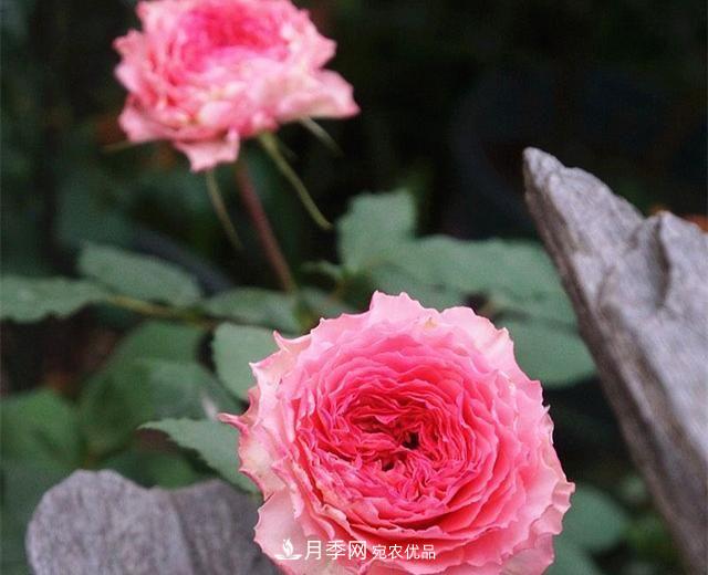 ***美的波浪邊月季，又香又勤花，種植無難度，非常適合新手(圖9)