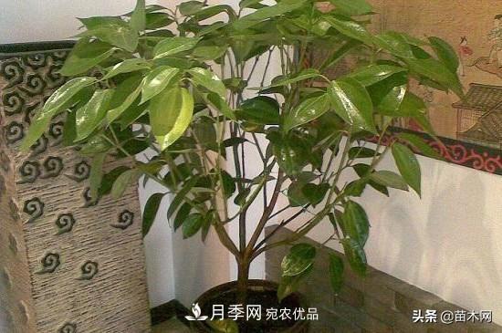 家里選擇這幾種花木，與什么風(fēng)格都搭配(圖1)