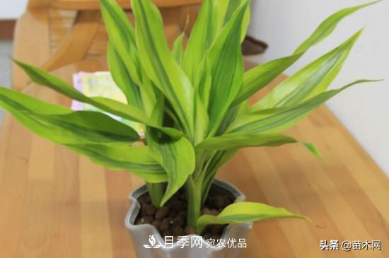 家里選擇這幾種花木，與什么風(fēng)格都搭配(圖2)