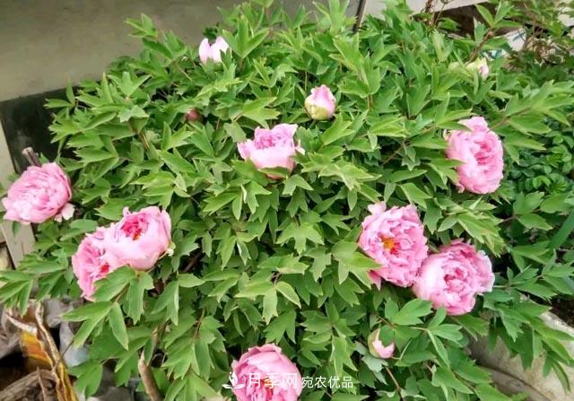 洛陽(yáng)牡丹花種植中的一點(diǎn)小建議，有幫助必看(圖2)