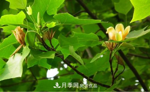 你所不了解的木蘭科植物，含笑，鵝掌楸，木蓮(圖2)