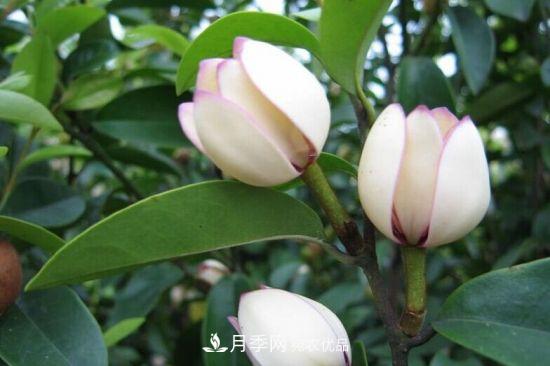 你所不了解的木蘭科植物，含笑，鵝掌楸，木蓮(圖1)