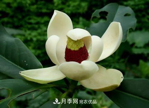 你所不了解的木蘭科植物，含笑，鵝掌楸，木蓮(圖3)