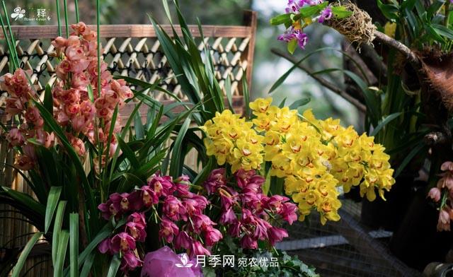 世界第二大植物家族，總共800個(gè)屬，說一說蘭花那點(diǎn)事(圖1)