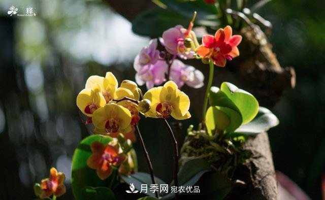 世界第二大植物家族，總共800個(gè)屬，說一說蘭花那點(diǎn)事(圖2)