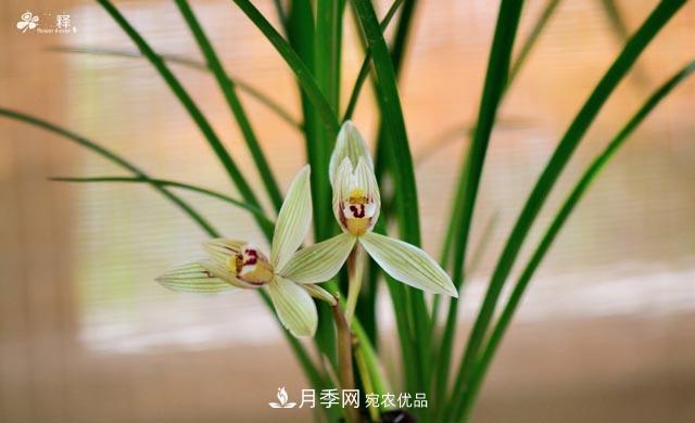 世界第二大植物家族，總共800個(gè)屬，說一說蘭花那點(diǎn)事(圖3)