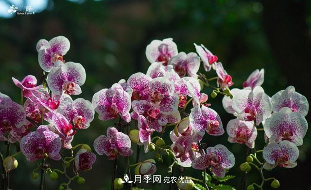 世界第二大植物家族，總共800個(gè)屬，說一說蘭花那點(diǎn)事(圖4)