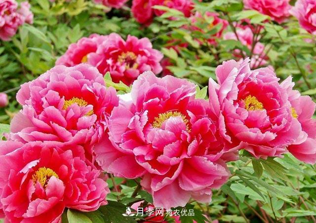 洛陽(yáng)牡丹節(jié)文化源頭，來(lái)自宋代洛陽(yáng)的牡丹情結(jié)(圖1)