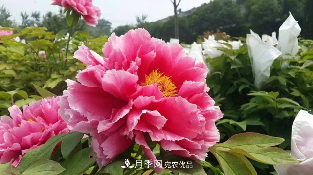 洛陽(yáng)牡丹節(jié)文化源頭，來(lái)自宋代洛陽(yáng)的牡丹情結(jié)(圖3)