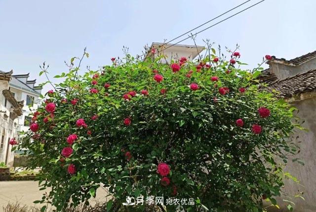 太奶奶養(yǎng)的月季，110歲高齡啦！(圖1)