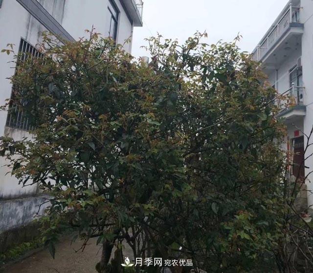 太奶奶養(yǎng)的月季，110歲高齡啦！(圖2)