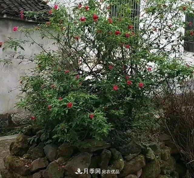 太奶奶養(yǎng)的月季，110歲高齡啦！(圖3)