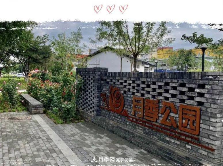 免費(fèi)，景美，有兒童活動區(qū)！北京密云月季公園，你去了嗎！(圖1)