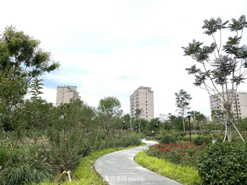 免費(fèi)，景美，有兒童活動區(qū)！北京密云月季公園，你去了嗎！(圖5)