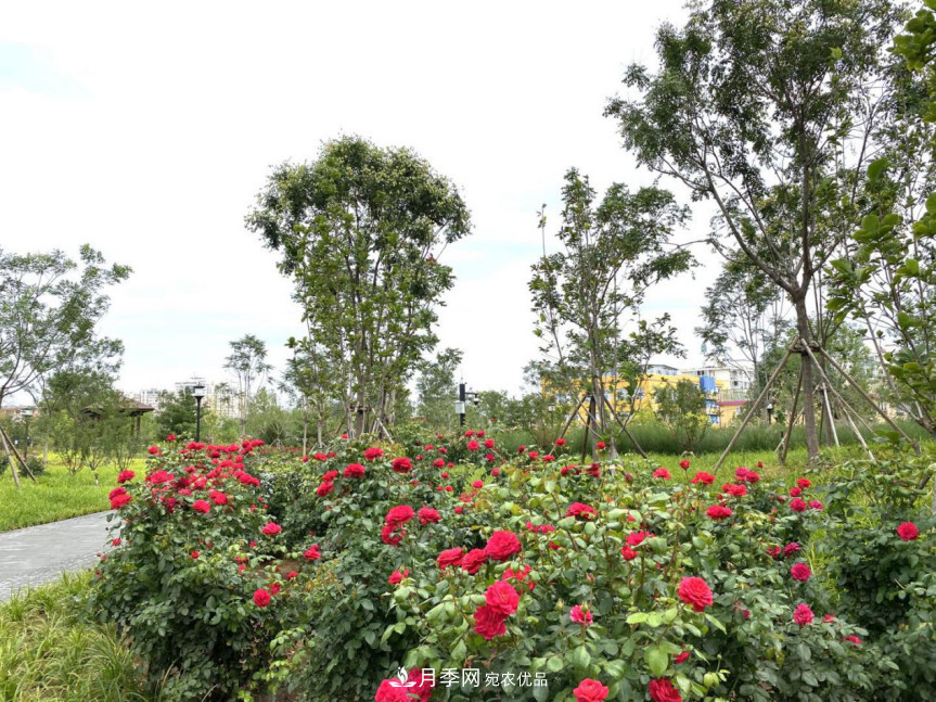 免費(fèi)，景美，有兒童活動區(qū)！北京密云月季公園，你去了嗎！(圖6)