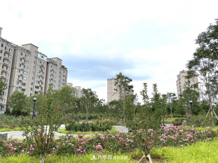 免費(fèi)，景美，有兒童活動區(qū)！北京密云月季公園，你去了嗎！(圖7)