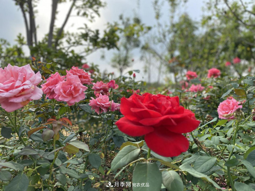 免費(fèi)，景美，有兒童活動區(qū)！北京密云月季公園，你去了嗎！(圖8)