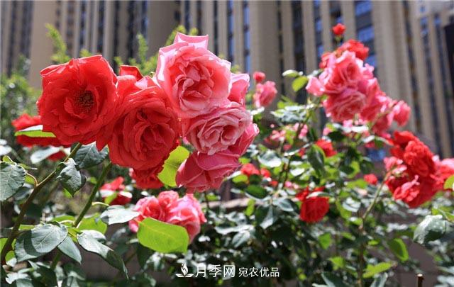花只能開一季？這7種花四季都能賞花，月季花不可缺(圖1)
