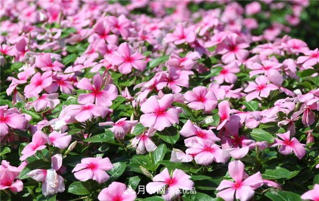 花只能開一季？這7種花四季都能賞花，月季花不可缺(圖2)