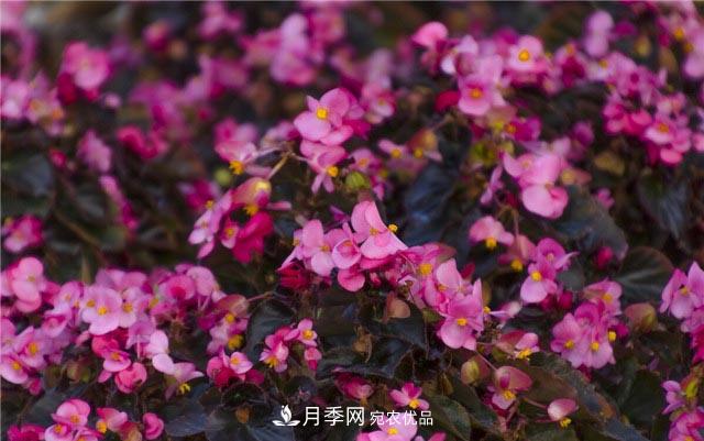 花只能開一季？這7種花四季都能賞花，月季花不可缺(圖3)
