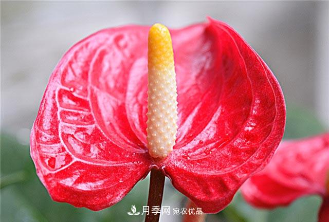 花只能開一季？這7種花四季都能賞花，月季花不可缺(圖4)
