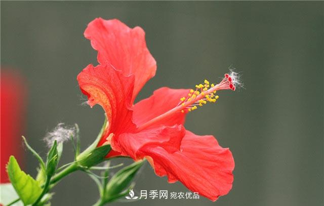 花只能開一季？這7種花四季都能賞花，月季花不可缺(圖5)