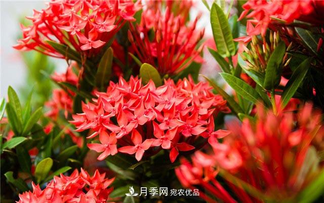 花只能開一季？這7種花四季都能賞花，月季花不可缺(圖6)
