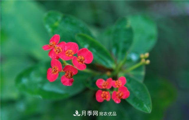 花只能開一季？這7種花四季都能賞花，月季花不可缺(圖7)