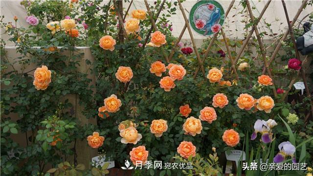 這樣養(yǎng)殖月季，開花多多，不懂的朋友可以來看看講解(圖2)