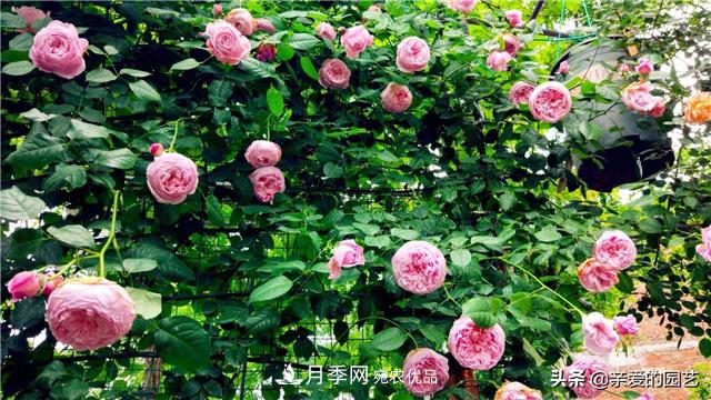 這樣養(yǎng)殖月季，開花多多，不懂的朋友可以來看看講解(圖1)