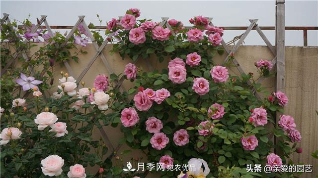 這樣養(yǎng)殖月季，開花多多，不懂的朋友可以來看看講解(圖3)