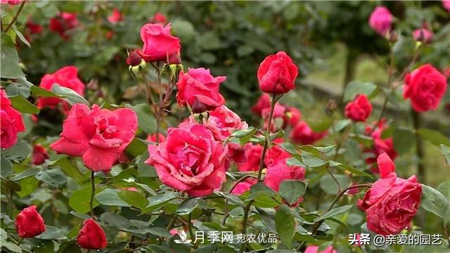 這樣養(yǎng)殖月季，開花多多，不懂的朋友可以來看看講解(圖4)