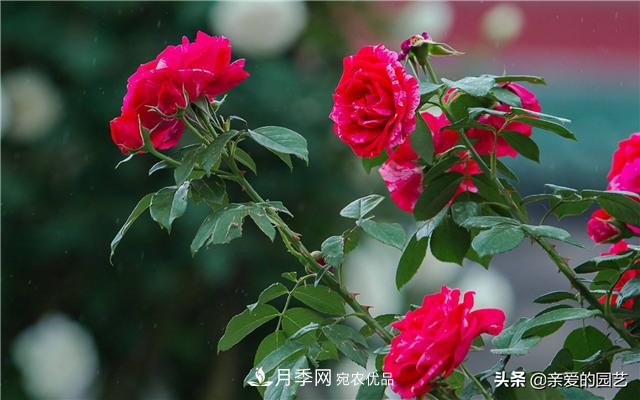 這樣養(yǎng)殖月季，開花多多，不懂的朋友可以來看看講解(圖5)