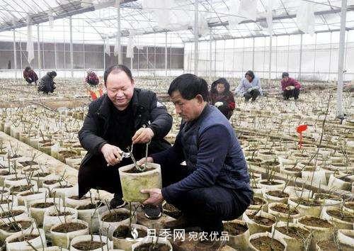 南陽月季集團總經(jīng)理李付昌——月季大觀園里的拓荒者(圖2)